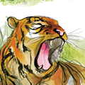 Jungleboek